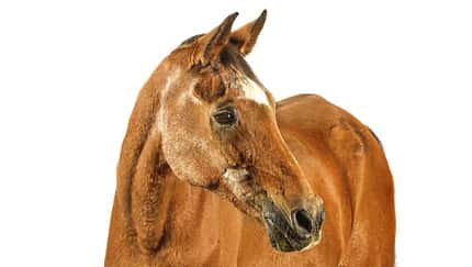 Pferd, Pferdeporträt, Pferdekopf, Brauner, Reitsport, Warmblut, Nutztier, Freisteller, Blesse Die Aufnahme zeigt ein braunes Pferd im Porträt vor weißem Hintergrund. Kopf und Hals sind seitlich gedreht; sichtbar sind eine schmale weiße Blesse, die dunkle Mähne und feine Fellstruktur. Es handelt sich um einen Studiofreisteller mit neutraler Ausleuchtung.