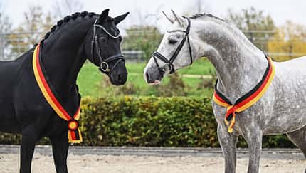 ArezzoMan, FairGame, Champion, Pferdeportrait, Siegerschärpe, Deutschlandfarben, Pferdesport, Reitturnier, Turnierrosette, Warmblut Das Foto zeigt die Hengste Fair Game (links) und Arezzo Man im Profil, beide mit Trense und schwarz-rot-goldenen Siegerschärpen.
