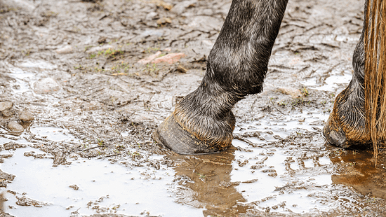 Kompendium Strahlfäule