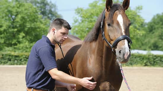 Wird der Tierarzt bald noch teurer?