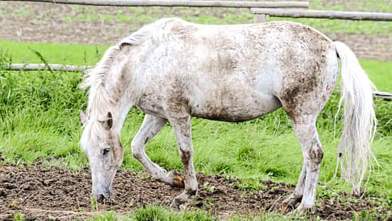 Kompendium Pankreatitis 