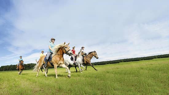 Gruppe von Reiterinnen beim Galopp über eine Wiese