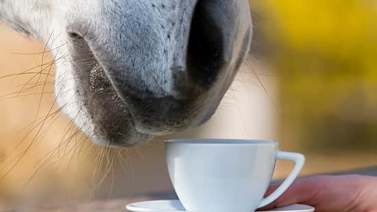 Ein Pferd riecht an einer Teetasse, die man ihm hinhält. 