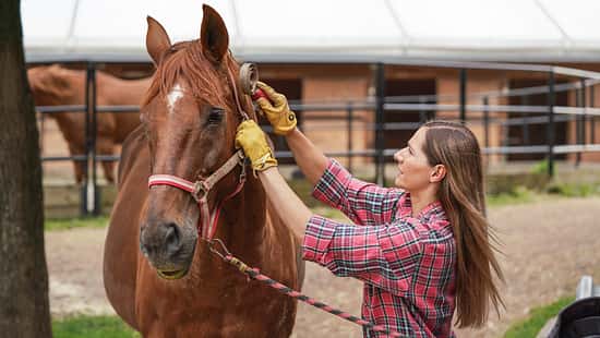 Eine Frau putzt ihren Fuchs mit einem Federstriegel