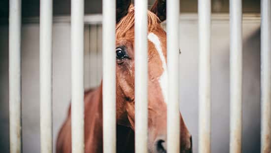 Ein traurig blickendes Pferd durch Gitterstäbe