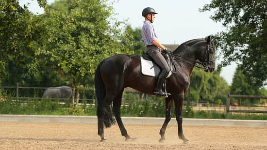Ein Reiter mit seinem Pferd im Rückwärtsrichten