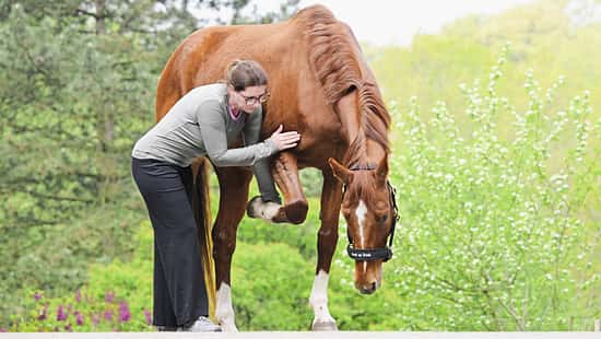 Das Foto zeigt Katrin Obst, die bei einem Pferd das linke Vorderbein anhebt und es im Schulterbereich berührt.