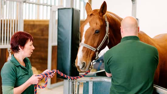 Ein Pferd wird von einer Tierarzthelferin am Führstrick im Behandlungsstand der Tierklinik gehalten, während der Tierarzt das Pferd untersucht. 