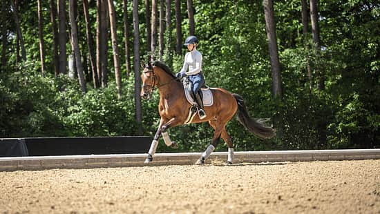 Das Foto zeigt Antonia Baumgart auf einem braunen Warmblutpferd beim Dressurtraining auf einem Sandreitplatz. Sichtbar sind Dressursattel, Sattelunterlage und Trensenzaum am Pferd sowie Gamaschen an allen Beinen; die Reiterin trägt Reithelm und Reitbekleidung.