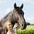 Lea Meyer zu Bargholz, Trainer, Turnierreiten, Abreiteplatz, Sportreiter Lea Meyer zu Bargholz mit Pferd im Porträt