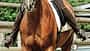 CAV Reittraining 8