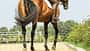 CAV Reittraining 4