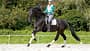 Galoppierendes Pferd auf dem Reitplatz