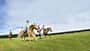 Ausritt, ausreiten, Gruppe, Gelände, Galopp Gruppe von Reiterinnen beim Galopp über eine Wiese