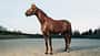 Thoroughbred Stallion Horse standing majestically in rural scene.