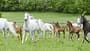 CAVALLO Vollblut, Warmblut, Herzblut, Landgestüt Marbach, Araberstuten mit ihren Fohlen