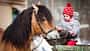 Winterfütterung, Kind und Pferd, Pferdefütterung im Winter, Kinderpony, Pferdeliebe, Ponyliebe Ein Kleinkind mit Mütze füttert braunes Pferd aus einer Schüssel.