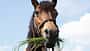 Ein braunes Pony hat lange Grashalme im Maul