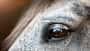 Nahaufnahme von einem Auge eines Schimmels mit Reflektion