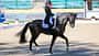 FEI European Championships Dressage 2023 - Andreas Helgstrand mit Jovian in der Dressurprüfung im Seitenprofil