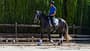 Ein Reiter mit einem jungen Schimmel auf dem Reitplatz beim Training