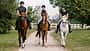 Ausreiten, Gelände, Schrittrunde nach dem Training, Pferde-Clique, Stallmädels, Pferdemädchen, Frühlingsritt, Ausritt Drei Mädchen reiten mit ihren Pferden einen Trail entlang.