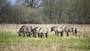 Konik Landschaftspflege Beweidungsprojekte Tierschutz Koniks sind beliebt als Landschaftspfleger