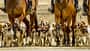 Jagdreiten Schleoppjagd Hundemeute Foxhounds Schleppjagd mit einer Hundmeute