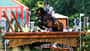 KRAJEWSKI Julia (GER), Uelzener's Nickel, Vielseitigkeit, Eventing, Turniergelände, Luhmühlen, Reiten, Reitsport, Equestrian, Teilprüfung, CCI4*, Deutsche Meisterschaft, Messmer Trophy, Gelände, Cross Country, Naturhindernisse Julia Krajewski über dem Gelände-Sprung in Luhmühlen mit Uelzener's Nickel