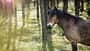 Pferd, Wald, Lichtreflex, Natur, Sonnenstrahlen, Wildpferd, Sommerwald, Gotland-Pony Ein braunes Pferd steht im lichten Wald, Sonnenstrahlen fallen durch die Bäume.