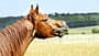 Pferd, Pferdekopf, Weide, Wiehern, Trauer, Hauspferd, Tierfotografie, Profilansicht, Maulbewegung, Landwirtschaft, Reitsport Das Foto zeigt den Kopf eines Pferdes in Seitenansicht auf einer Weide. Das Tier ist fuchsfarben und wiehert mit geöffnetem Maul. Im Hintergrund sind unscharfe Wiesenflächen und ein Waldsaum bei Tageslicht zu erkennen.