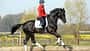 Galopp Zulegen Ingrid Klimke Zulegen im Galopp