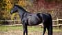 Trakehner, Hengst, Herbst, Auktion, Deckhengst, Modehengst, Junghengst, Zucht, Sportpferd Ein Rapp-Hengst im Seitenprofil vor herbstlichem Hintergrund