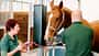 Ein Pferd wird von einer Tierarzthelferin am Führstrick im Behandlungsstand der Tierklinik gehalten, während der Tierarzt das Pferd untersucht. 