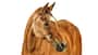 Pferd, Pferdeporträt, Pferdekopf, Brauner, Reitsport, Warmblut, Nutztier, Freisteller, Blesse Die Aufnahme zeigt ein braunes Pferd im Porträt vor weißem Hintergrund. Kopf und Hals sind seitlich gedreht; sichtbar sind eine schmale weiße Blesse, die dunkle Mähne und feine Fellstruktur. Es handelt sich um einen Studiofreisteller mit neutraler Ausleuchtung.