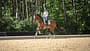 Antonia Baumgart, Dressurreiten, Reittraining, Warmblut, Reitplatz, Dressursattel, Trensenzaum, Gamaschen, Reithelm, Warendorf, Trainertag, #ridingtogether, Abus, Pikeur Das Foto zeigt Antonia Baumgart auf einem braunen Warmblutpferd beim Dressurtraining auf einem Sandreitplatz. Sichtbar sind Dressursattel, Sattelunterlage und Trensenzaum am Pferd sowie Gamaschen an allen Beinen; die Reiterin trägt Reithelm und Reitbekleidung.