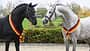 ArezzoMan, FairGame, Champion, Pferdeportrait, Siegerschärpe, Deutschlandfarben, Pferdesport, Reitturnier, Turnierrosette, Warmblut Das Foto zeigt die Hengste Fair Game (links) und Arezzo Man im Profil, beide mit Trense und schwarz-rot-goldenen Siegerschärpen.