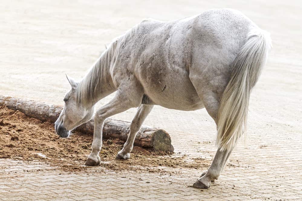 CAV Pferd Schlaf Schlafmangel müdes Pferd