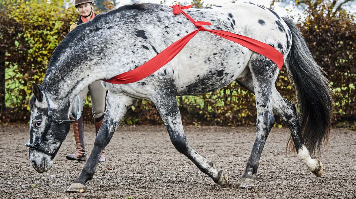 CAV Training Elastikbänder Aufmacher