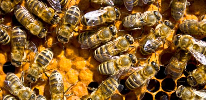 CAV Bienen Waben Honig Propolis