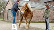 cav-201903-cavallo-coach-0-aufmacher-mit-TEASER-lir2406-v-amendo-schlank (jpg)