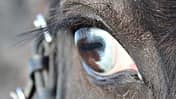 CAV Pferdeaugen Augen Denise Hoffmann