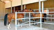 CAV Stall Scout 08_2014 Gut Ebenroth 3