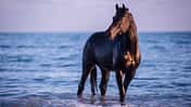 CAV Djerba Haschgalull Adhem