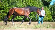cav-201812-pferderassen-20180912-maremma-pferde-mit-TEASER-0389-hartig-v-amendo (jpg)