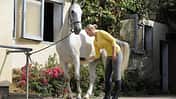 CAV Pferdepflege Pflege Putzen Schimmel