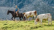 cav-201810-cowboy-lir9800--mit-TEASER-v-amendo (jpg)