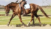 CAV Muskeltraining Regeln Aufmacher