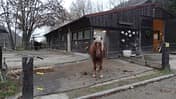 CAV-0212-Reitschultest-Hessen-Kiefernhof-1 (jpg)