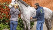cav-kolik-diagnose-img-1204-fellner-v-amendo (jpg)